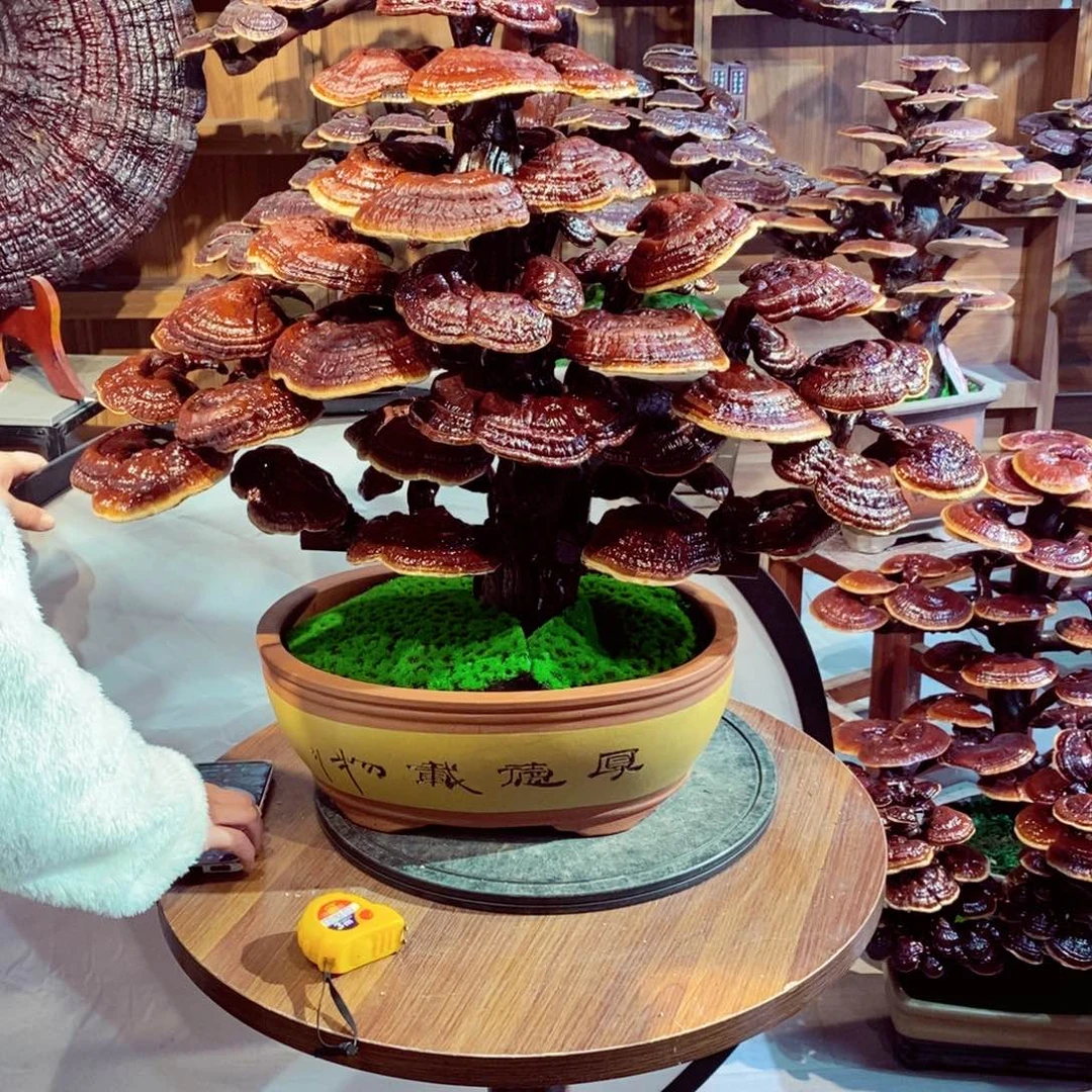 发财树的发财树的