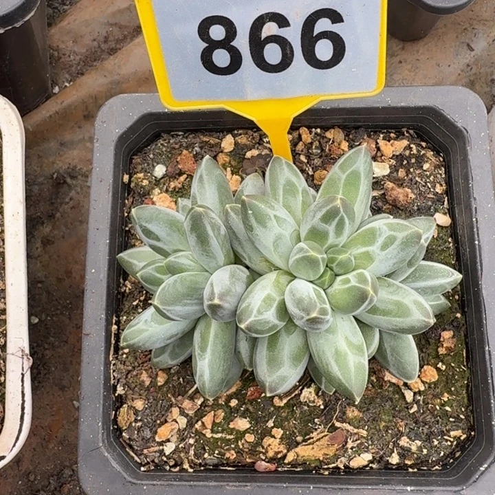白体伊卡鲁斯一物一拍866