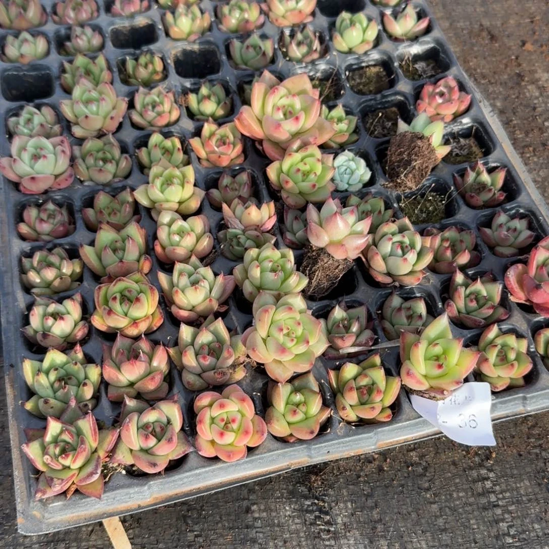 半盘保底50颗东云量拍24-11