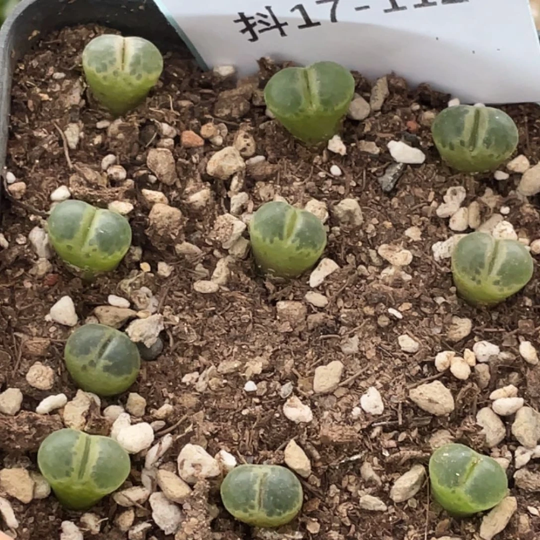 17-112樱花风铃肉锥