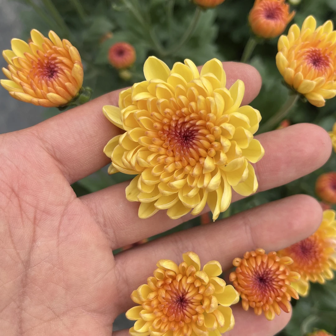 《香橙宝莲灯-蛋挞》小菊莲花花瓣盆栽耐寒耐热阳光地栽佳品