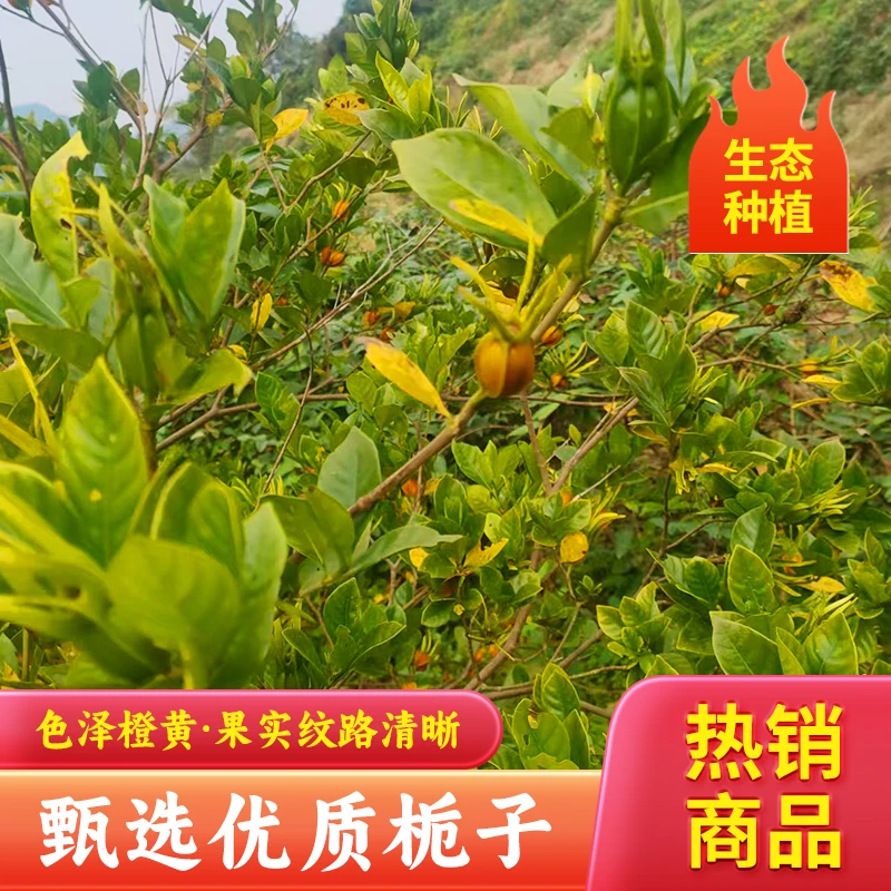 新鲜栀子天然现摘原生态种植现摘现烘干，当季新鲜