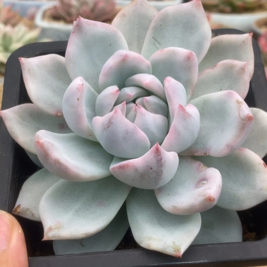 633厚叶粉蓝鸟锦锦锦锦锦