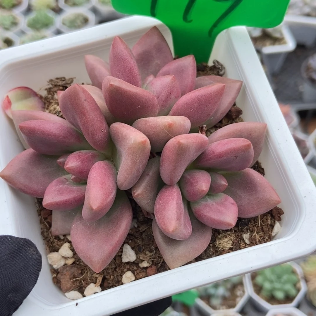 999桃花源多肉植物保护