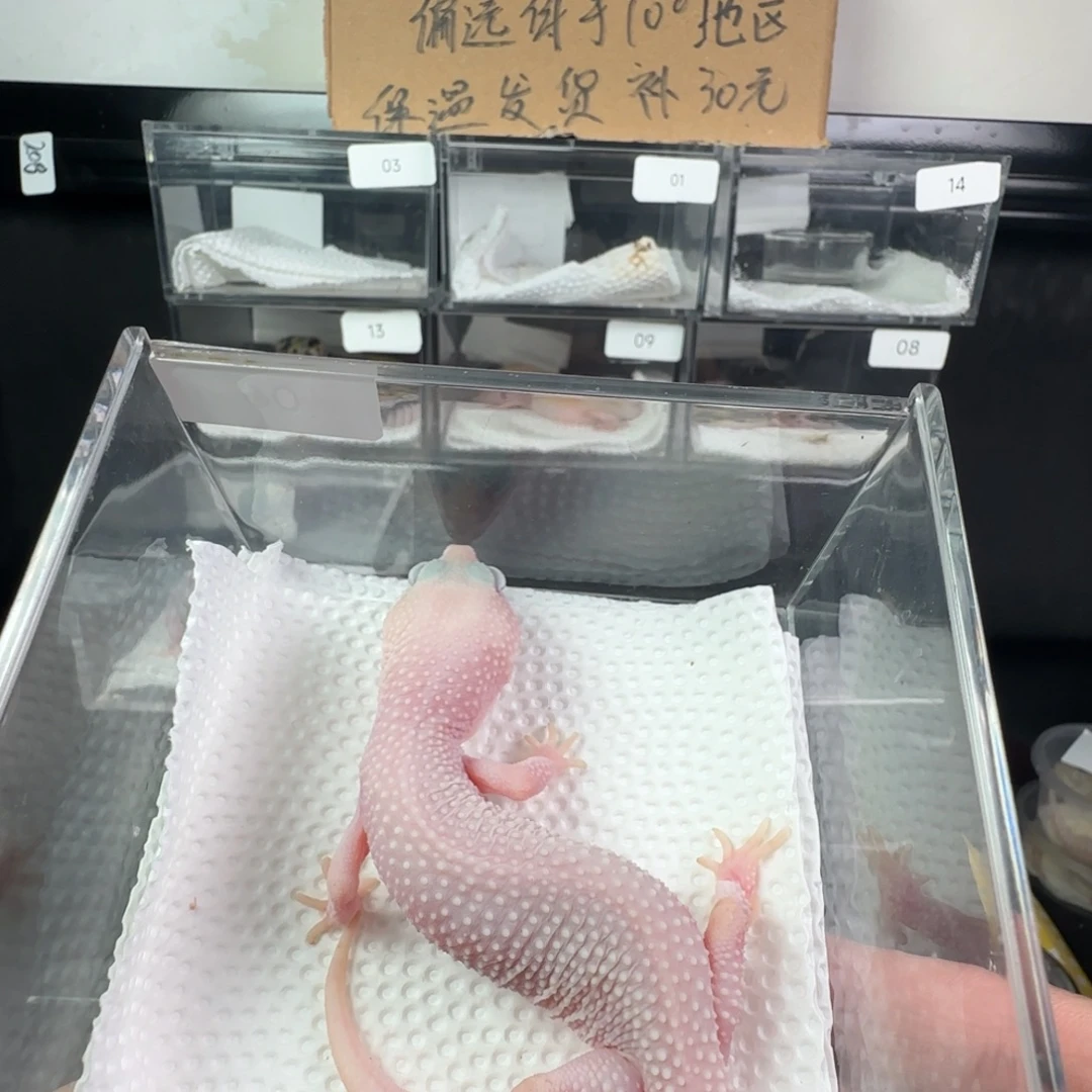 豹纹守宫雪花恶魔白酒妹妹