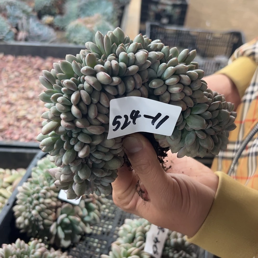 524-11爱丽儿缀多肉