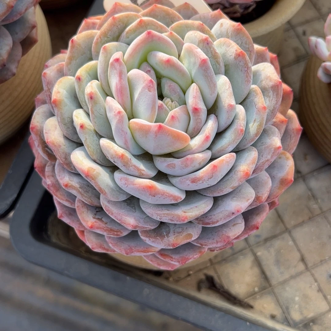 黄***大单头橙梦露5120号一物一拍