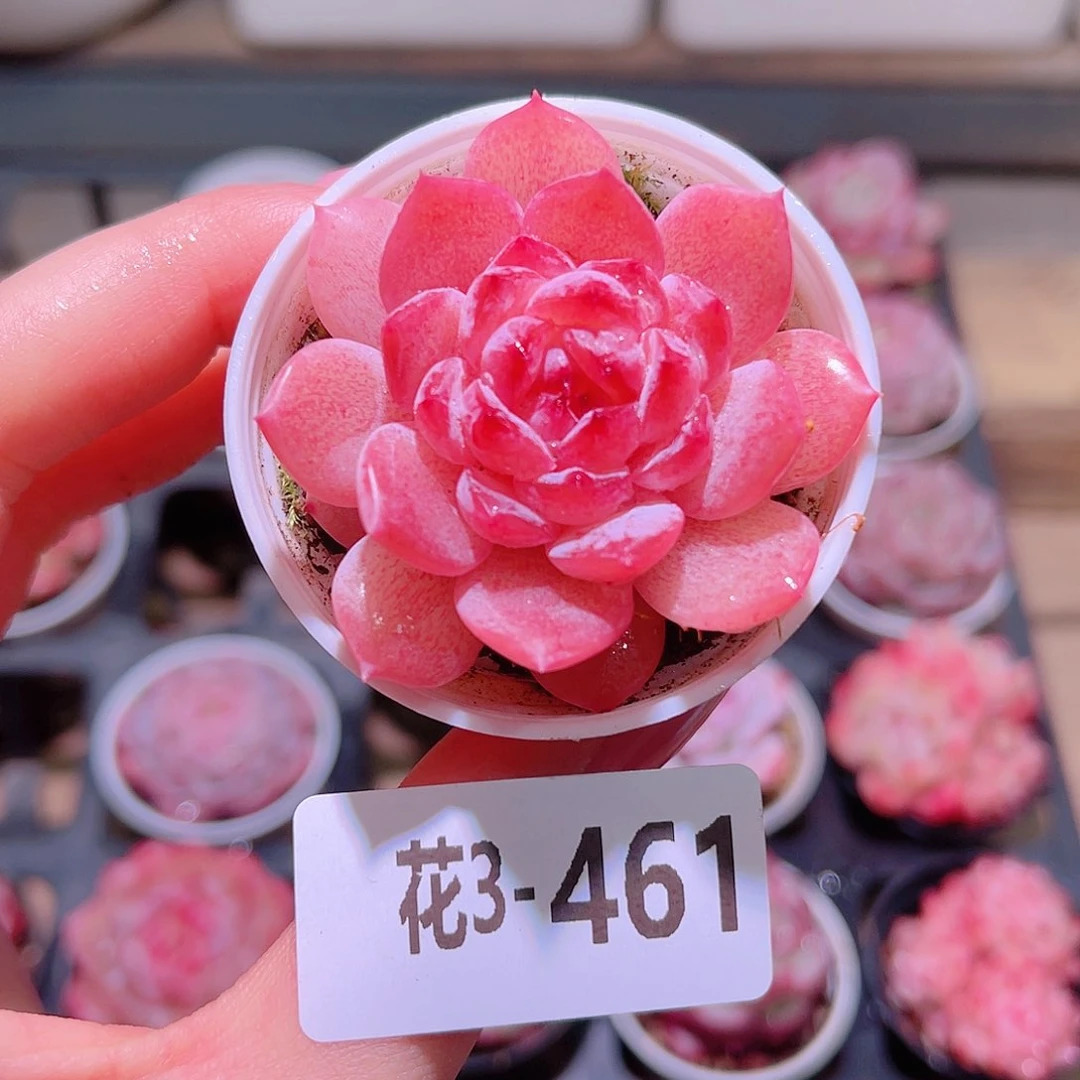 花利美3-461果汁