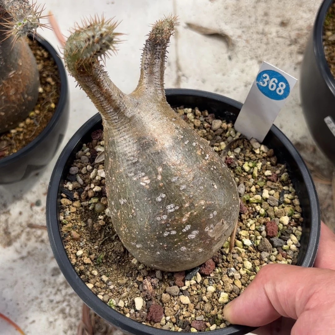 368象牙宫带盆带土发货