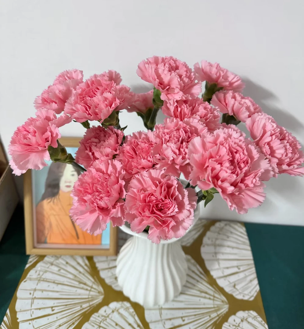 【粉钻康乃馨AK】20支粉钻单头康乃馨| 任意满两单鲜花包邮