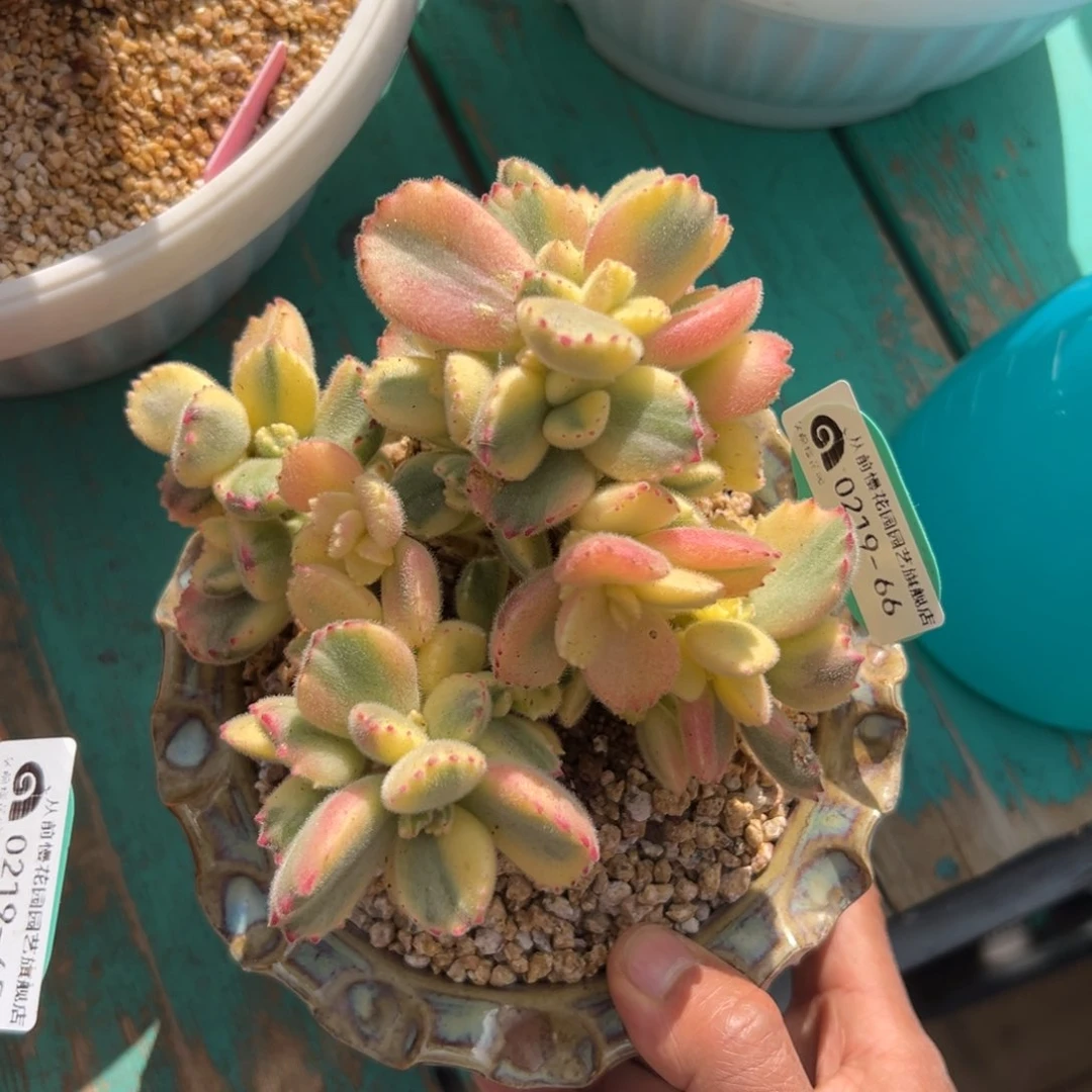 多肉一物一拍0219-66