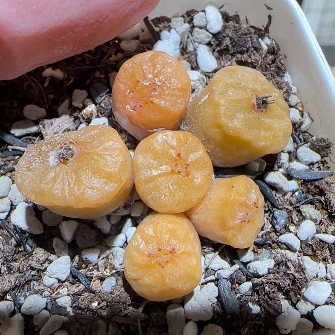 肉锥多肉植物百科-福利100