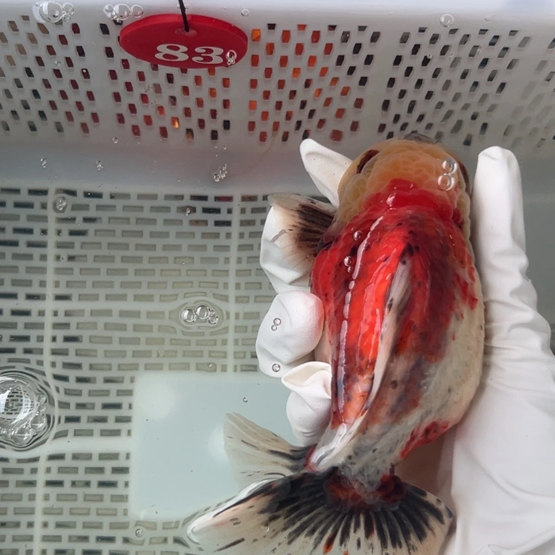 建***哥海水鱼微瑕一只也要来试