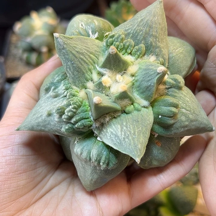 晚15号自根村主怒带锦10.6公分