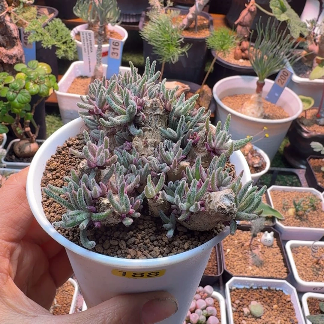 不***丢老桩天赐188 仙人掌