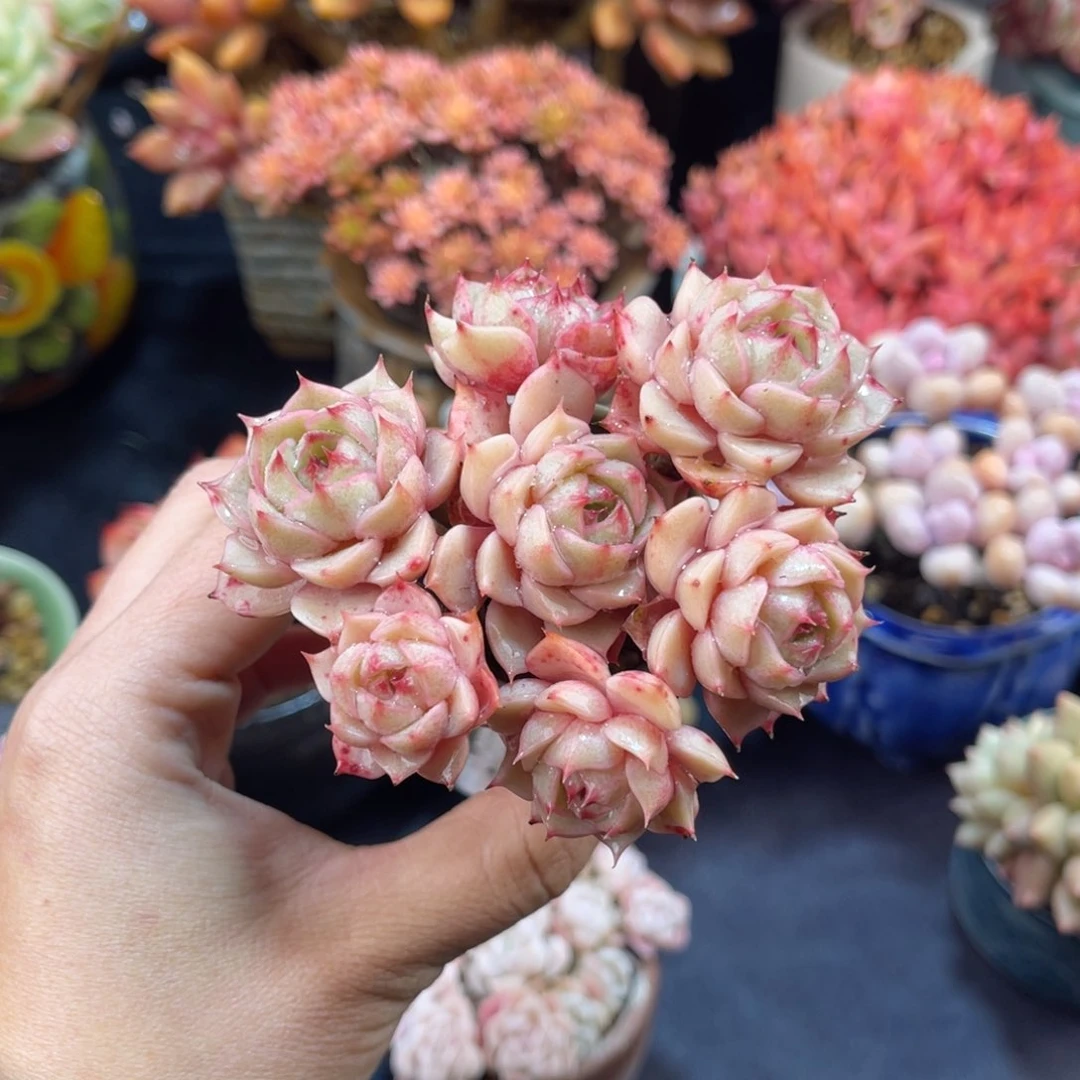 l*p苯巴蒂斯 七公分 带盆