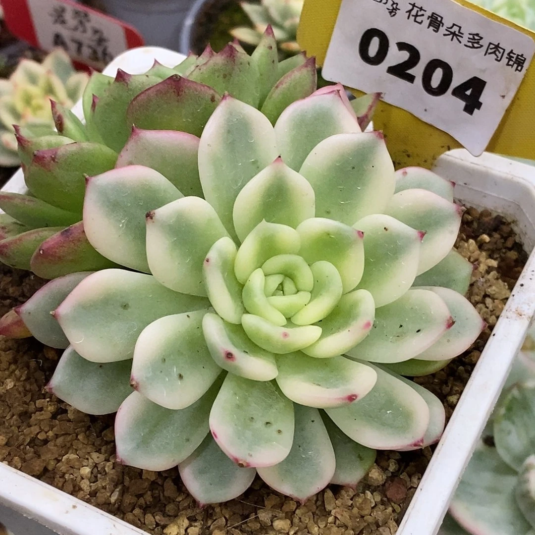 204三文鱼哈哈哈哈哈哈哈