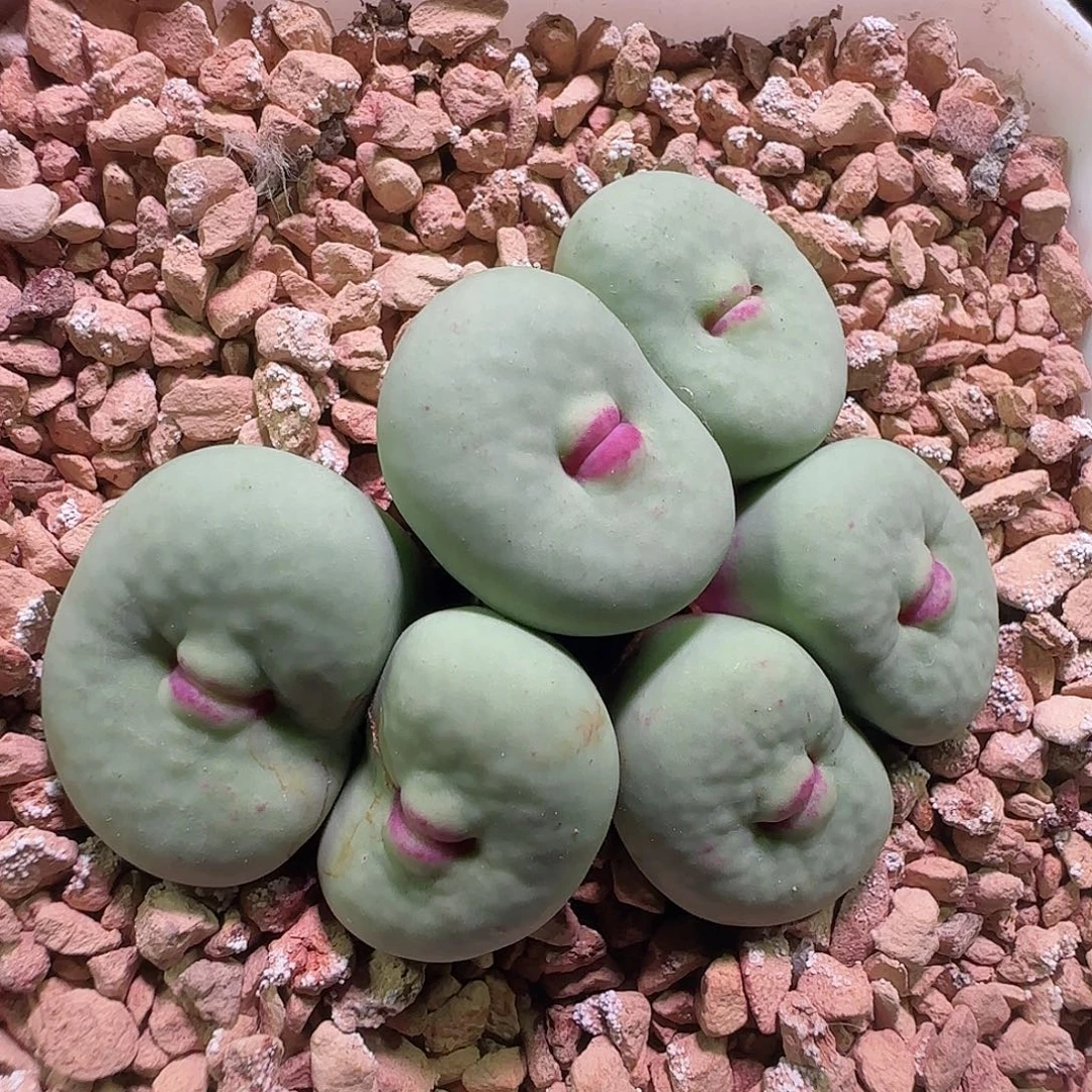 卷***菜哈哈哈哈哈哈 704