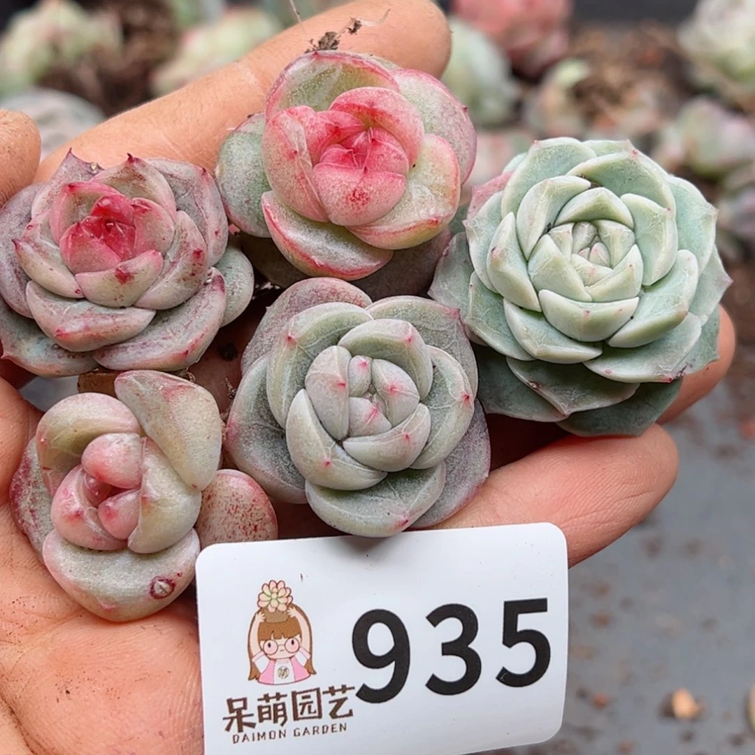 多肉植物多肉植物