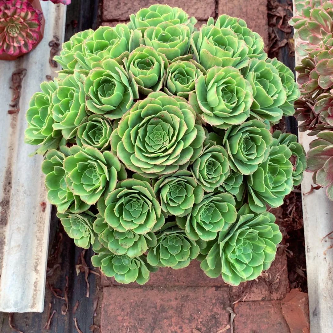 绿玫瑰，多肉植物的