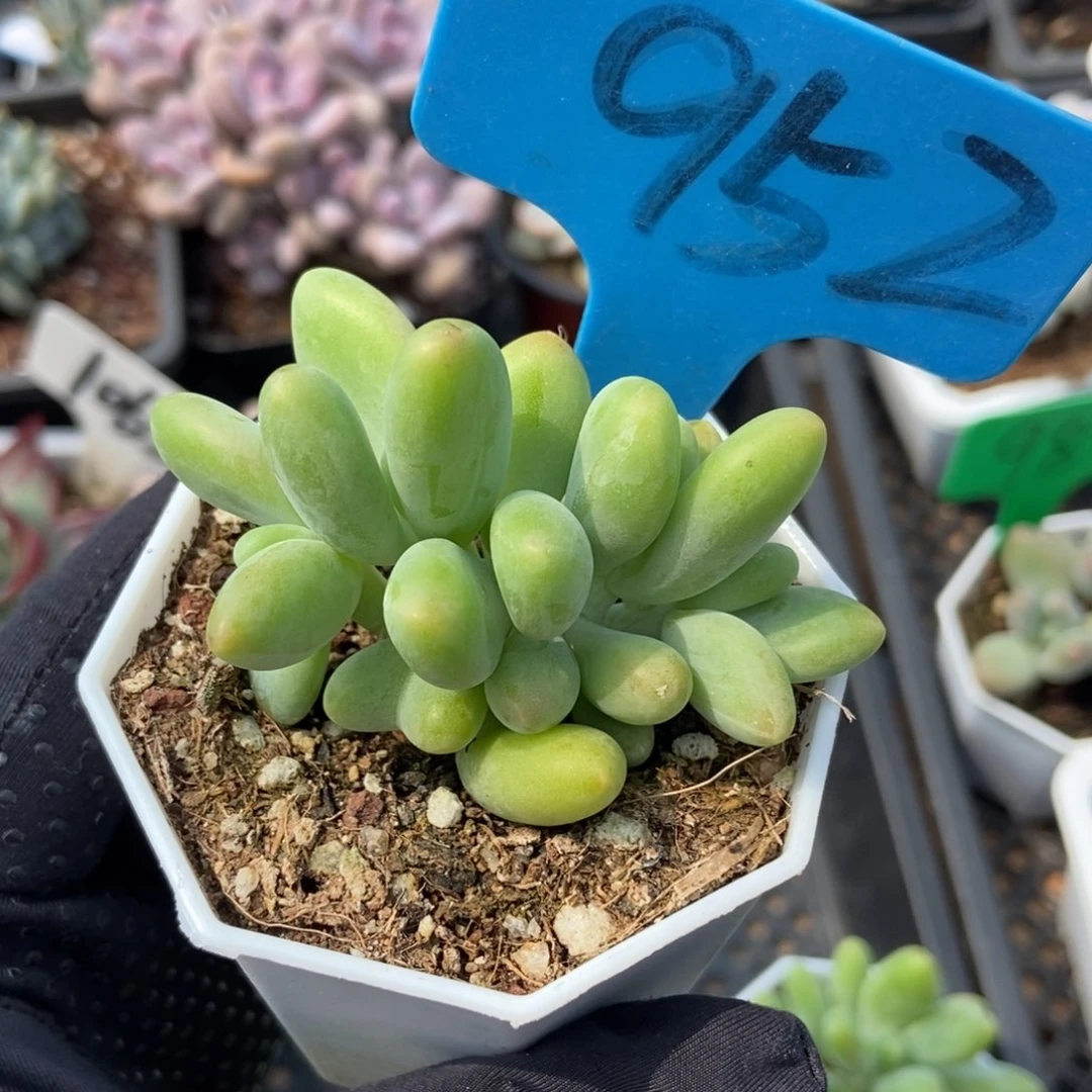 952芒果奶多肉植物保护