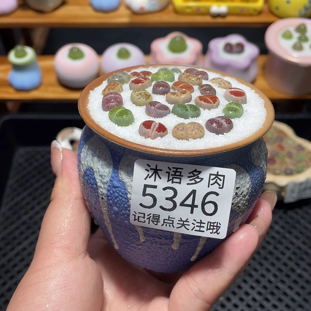 土****带盆土植物 一物一拍5346