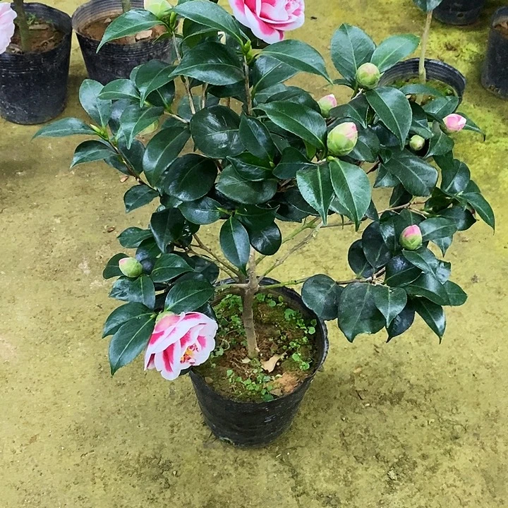 友之浦。   60高。