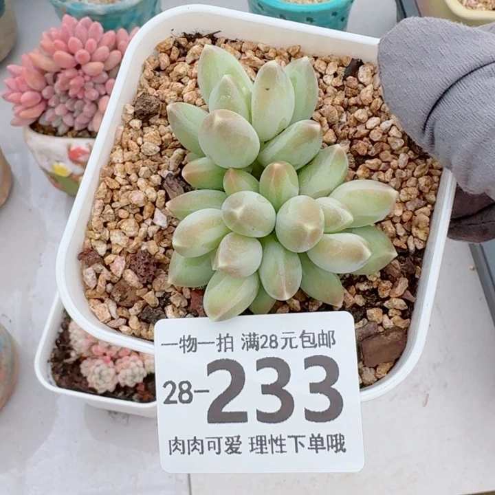 松果美人无盆土发货多