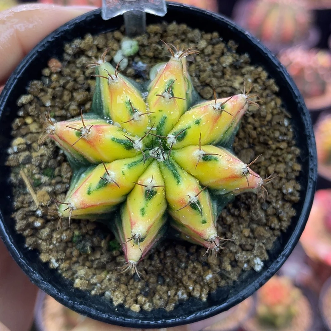 1-265米哈锦4.8厘米