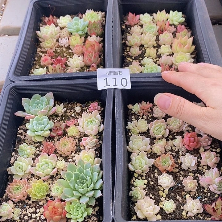 110 多肉植物盆栽花卉