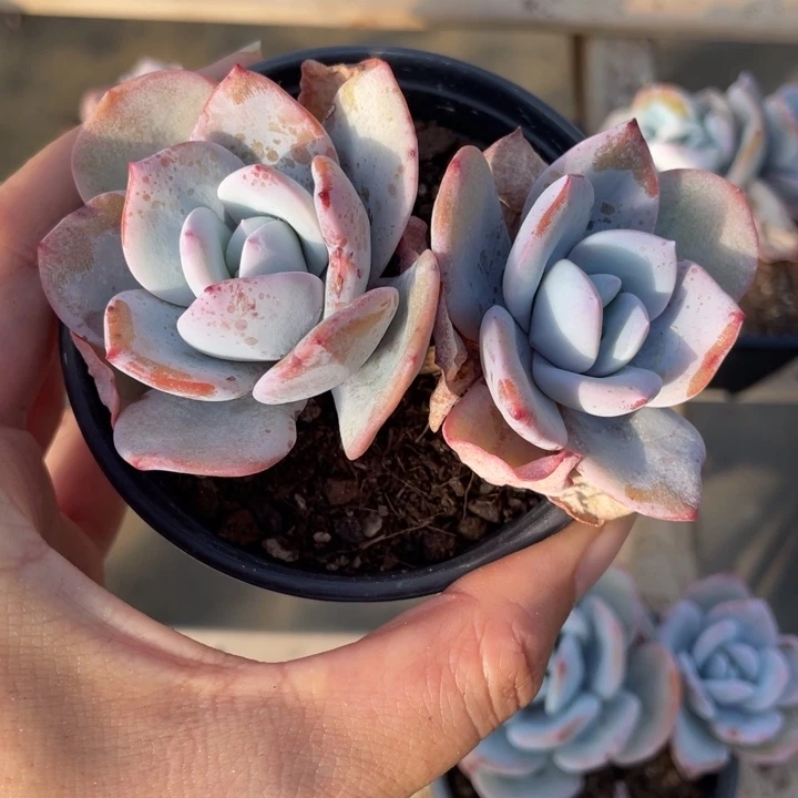 K*k奶茶双头一颗专拍