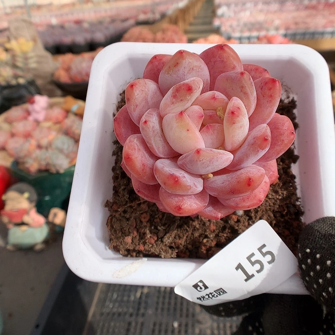 155雪天使多肉植物6633