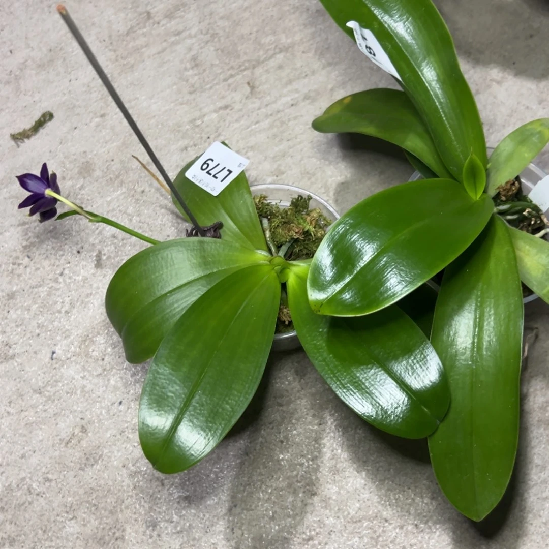 小***乔完全开放l779l781共两棵路德 ys1180