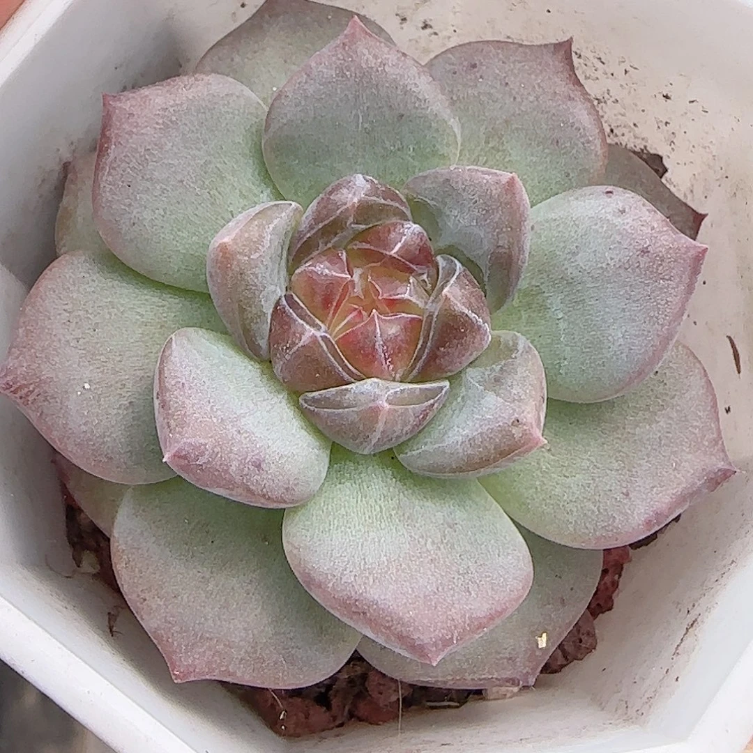 多肉0923--301琥珀天使珍妮