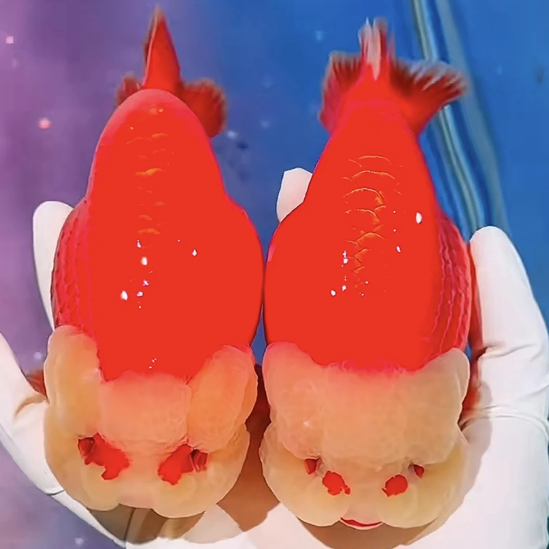 潘氏4选留养大体兰寿玉兔齐腮红金鱼包到家合缸不包售后尾鳍不看