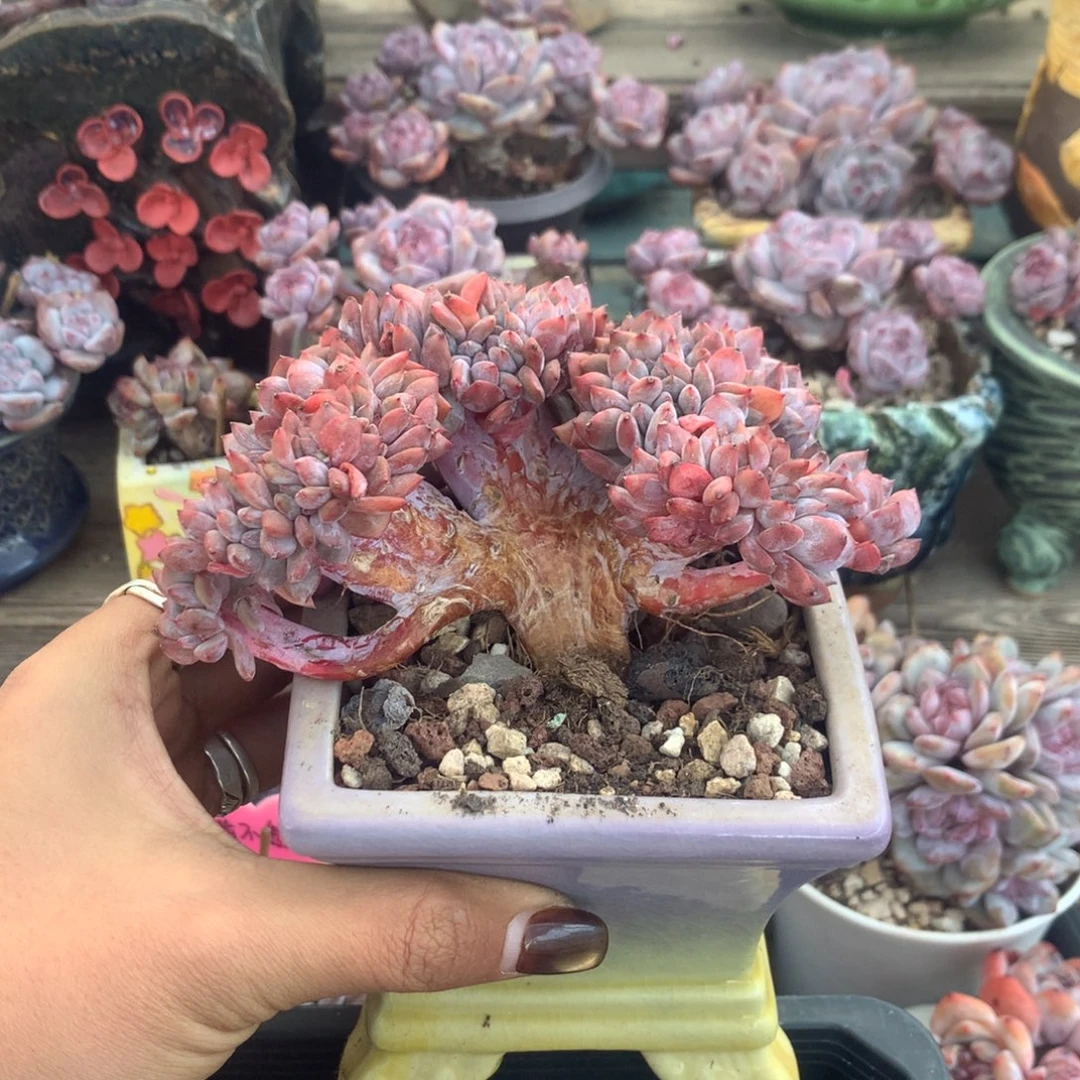 石榴籽高板缀化花花
