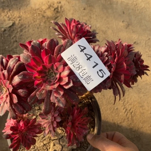 黑桐多肉多肉4415