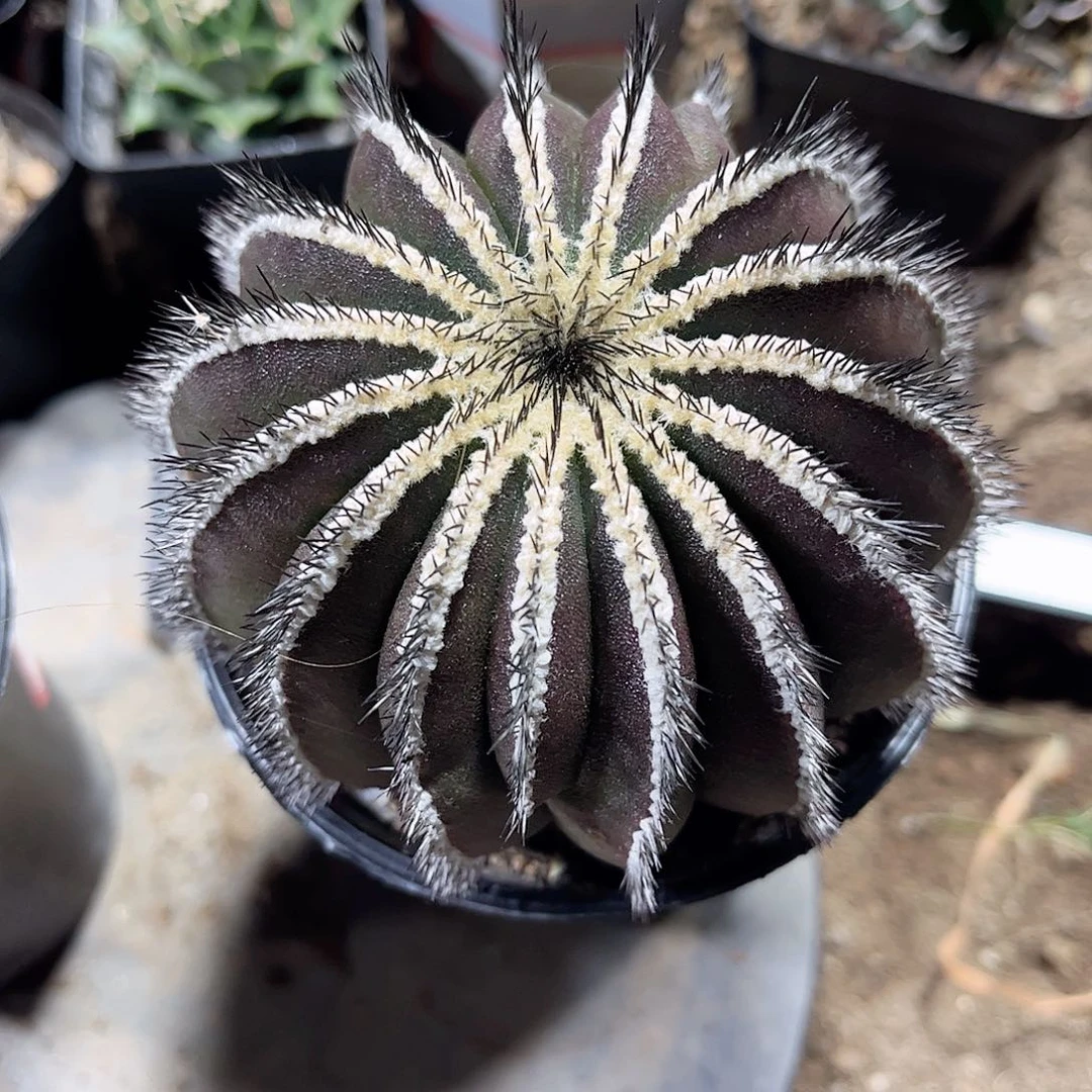 风*轮优博球一㇏一一一一一一