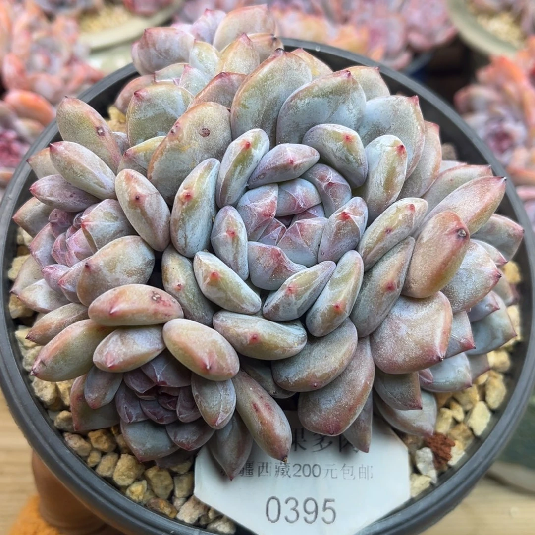 绿底紫心395/12cm7头