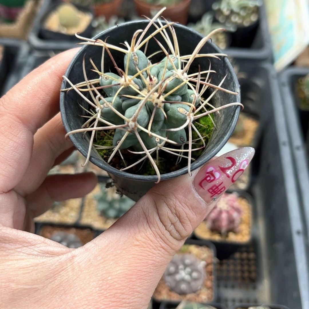 单头黑罗莎单头发货有根发货