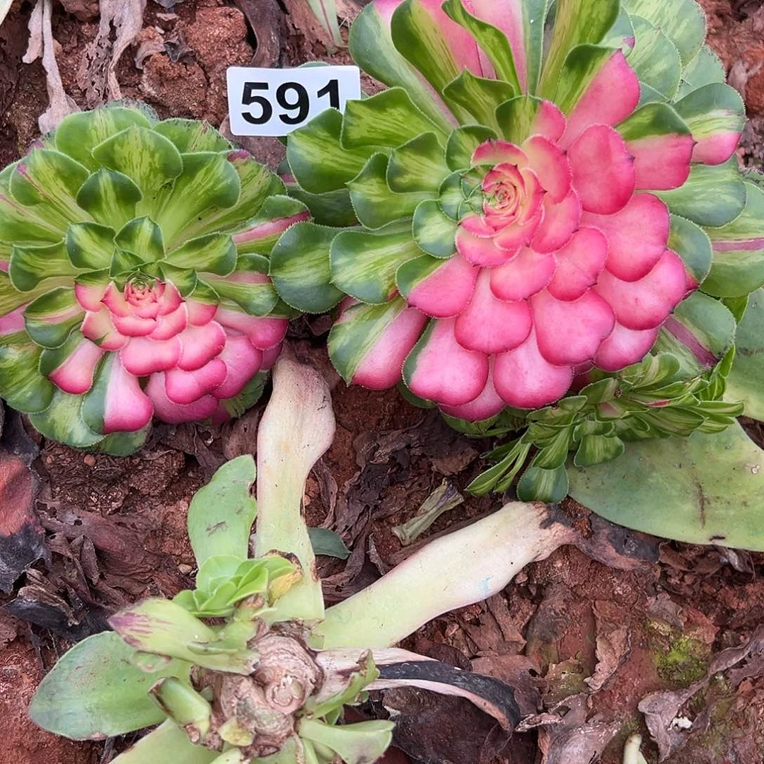 精品多肉植物591知否