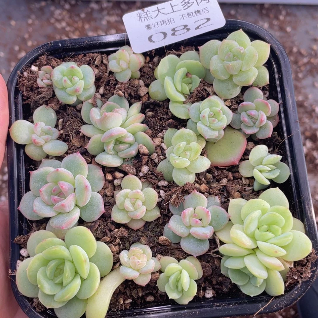 糕大上多肉植物82