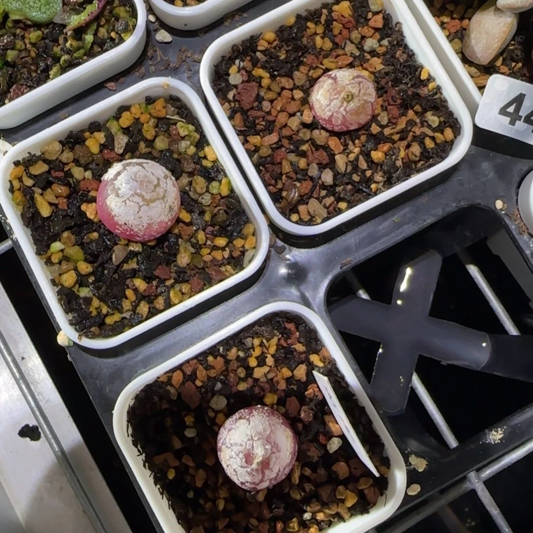 安***妞灯泡多肉植物三颗