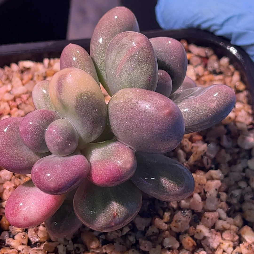 尚品特价拉丝红纹石化奶酪锦