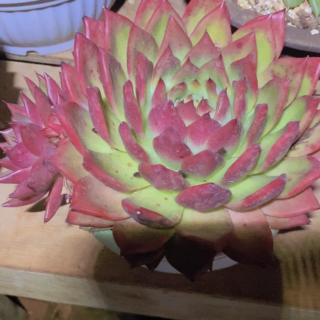 多肉植物红太阳哦
