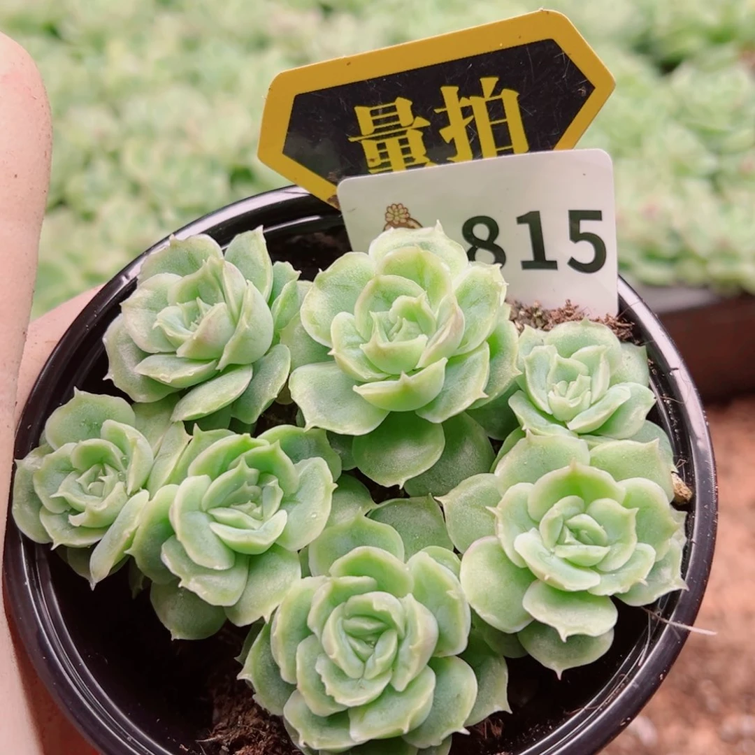 多肉植物多肉植物