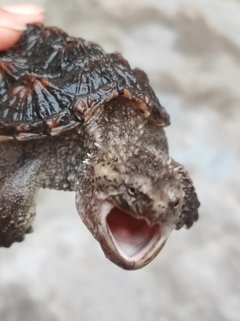 杂佛鳄龟【直播间专用】