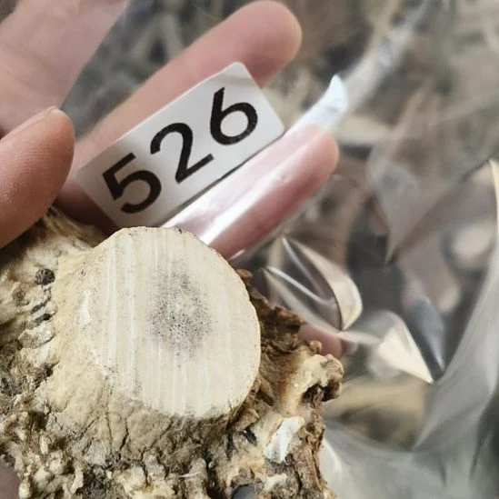 用***3鹿角鹿角鹿角鹿角鹿角鹿角