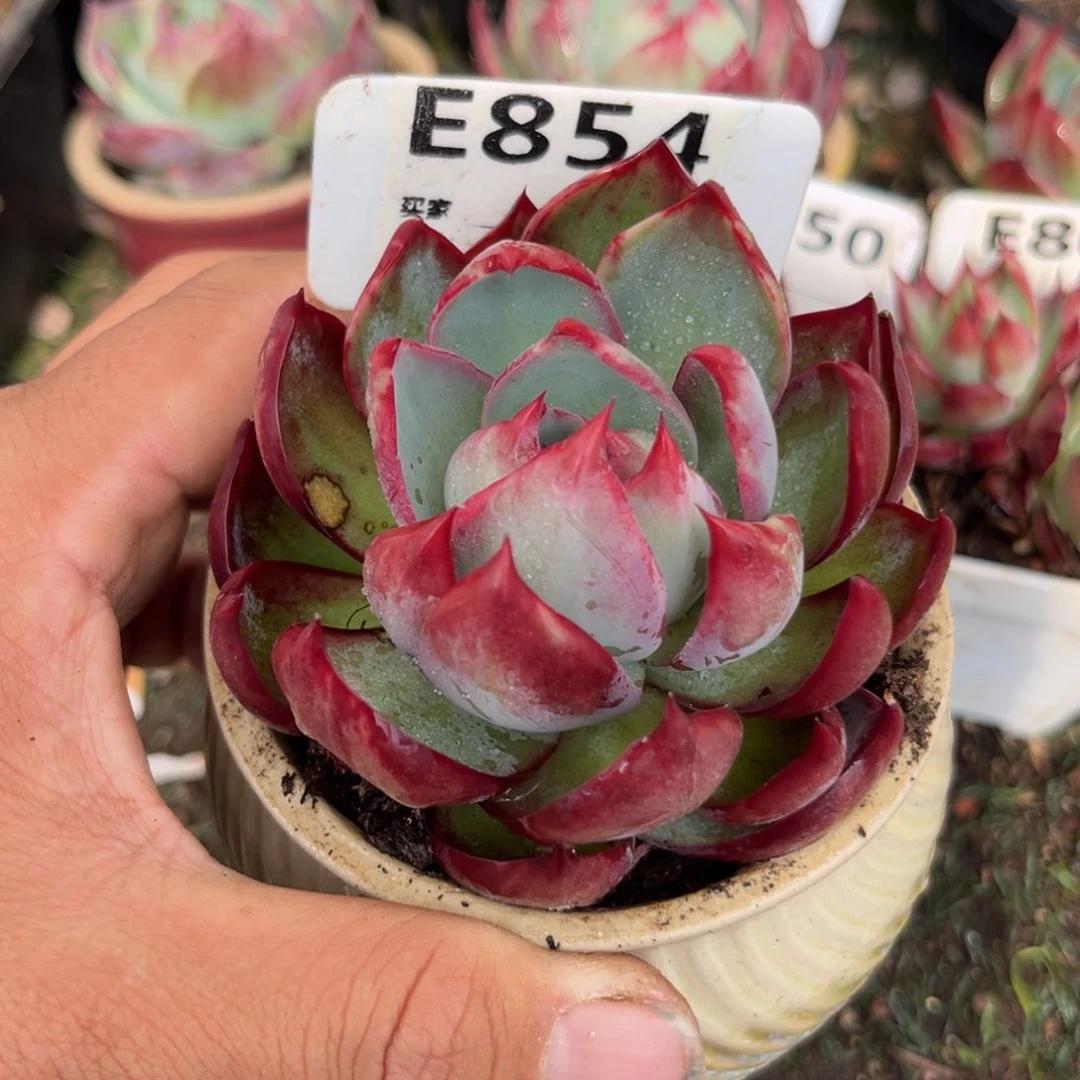 惊鸿一瞥854号多肉