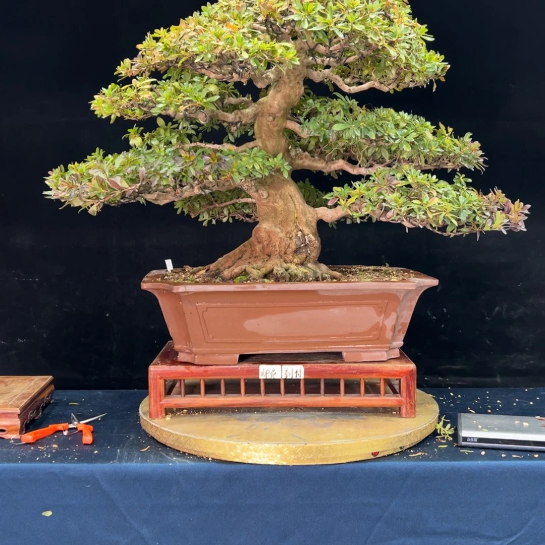 用***0完全开放杜鹃花的诗作是